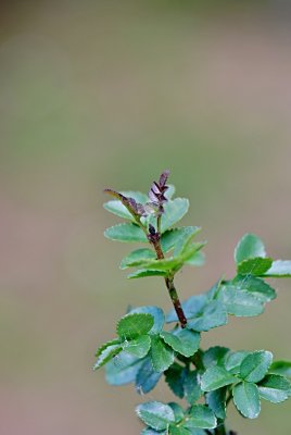 Fraxinus xanthoxyloides - jasan žlutodřevový - jarní výhonek s pupenem